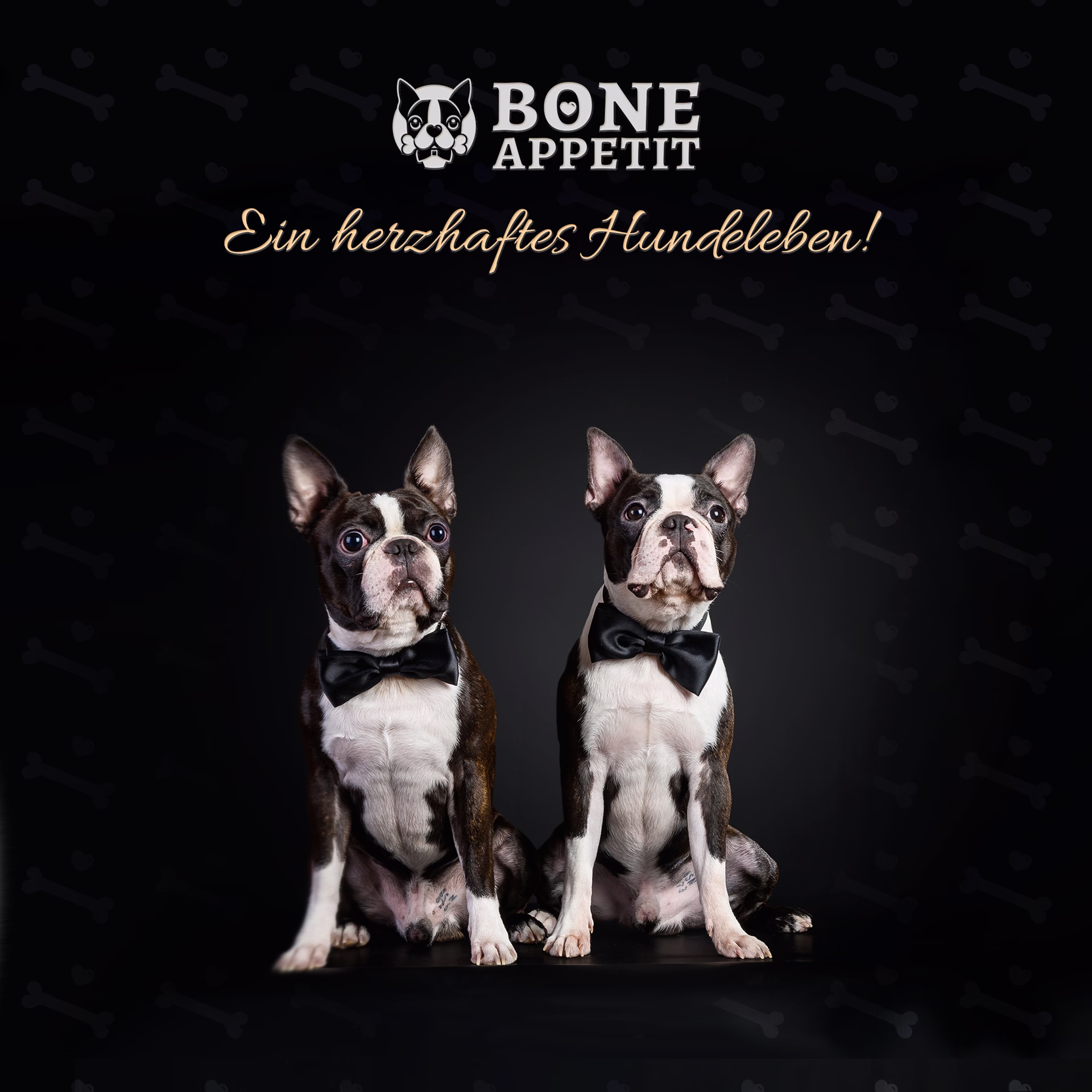 BONE APPETIT Rinderohren XL für Hunde, 10 Stück, Hundeleckerli, Zahnpflege, Glutenfrei - Naturkau Sn BONE APPETIT Rinderohren XL für Hunde, 10 Stück, Hundeleckerli, Zahnpflege, Glutenfrei - Naturkau Sn